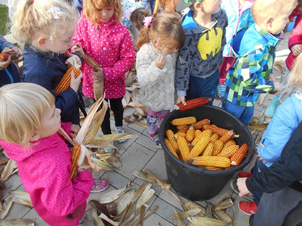 ličkanje koruze.JPG